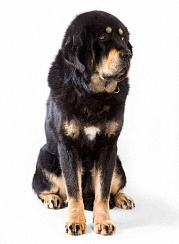 Комплекс с Подравниванием не запущенная собака без колтунов (Тибетский мастиф)